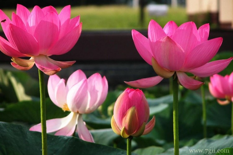 济南市的市花是什么？