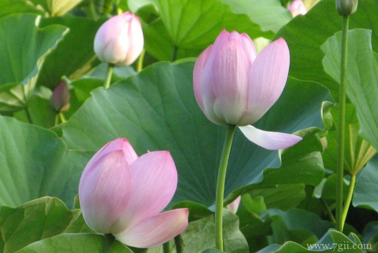 济南市的市花是什么？