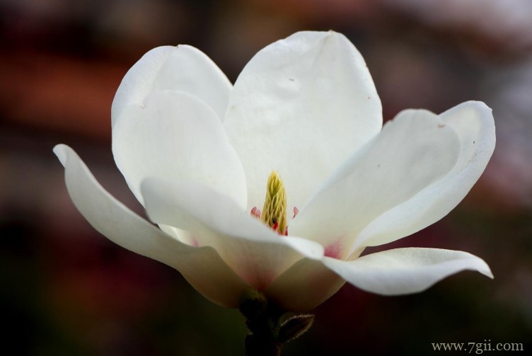 济南市适合养什么花？