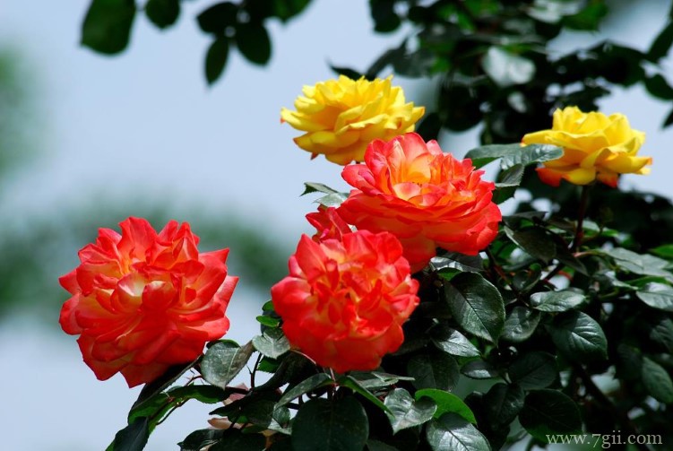 济南市适合养什么花？