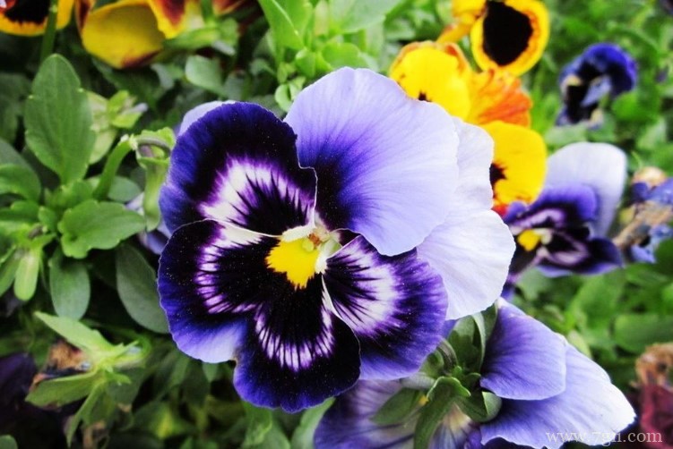 济南市适合养什么花？