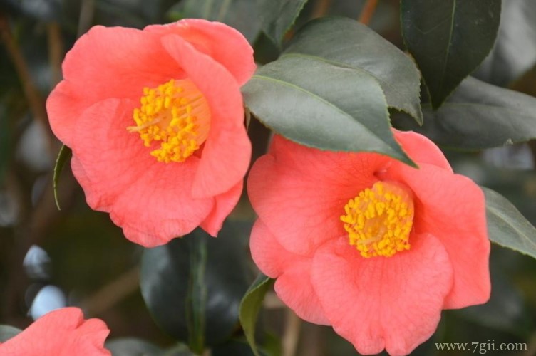 青岛市的市花是什么？