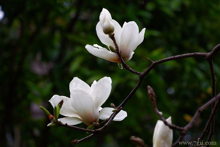 青岛市适合养什么花？