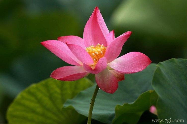 青岛市适合养什么花？