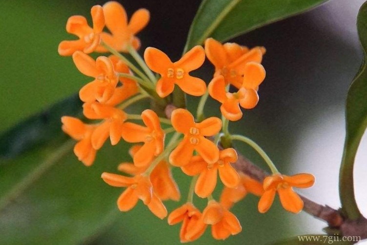 威海市的市花是什么？