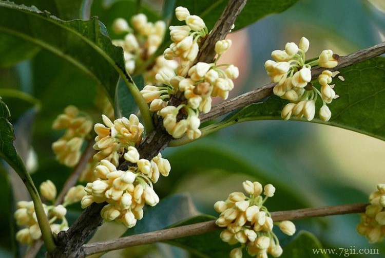 威海市的市花是什么？