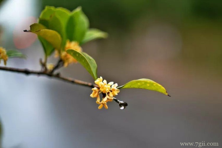 威海市的市花是什么？