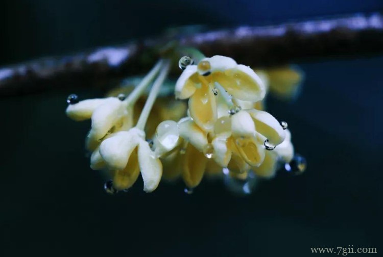 威海市适合养什么花？