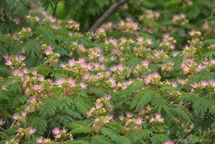 威海市适合养什么花？