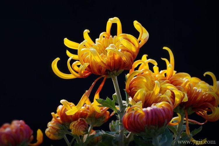 潍坊市的市花是什么？