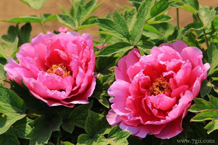 菏泽市的市花是什么？