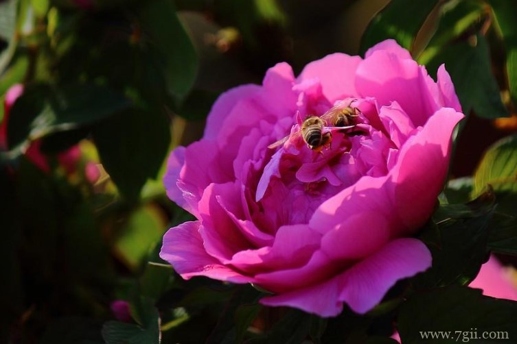 菏泽市的市花是什么？