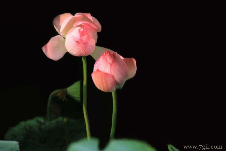 济宁市的市花是什么？