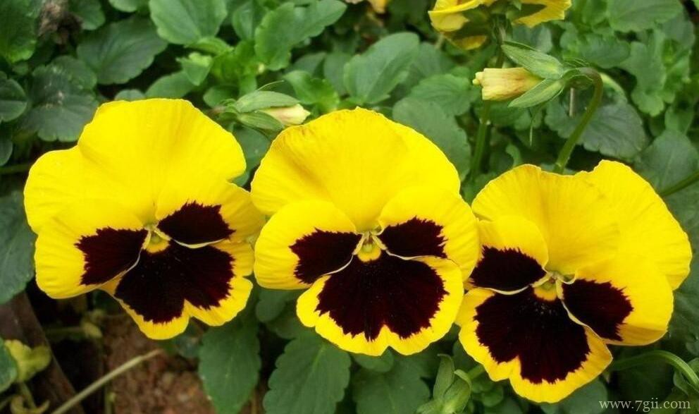 三色堇什么时候开花？三色堇的花期