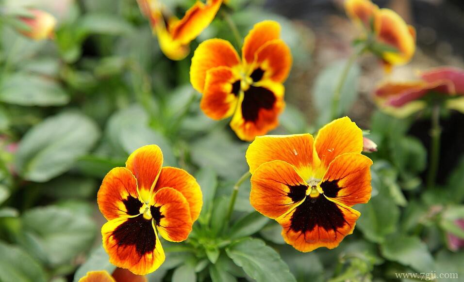 三色堇怎么养殖？三色堇的养殖方法和注意事项