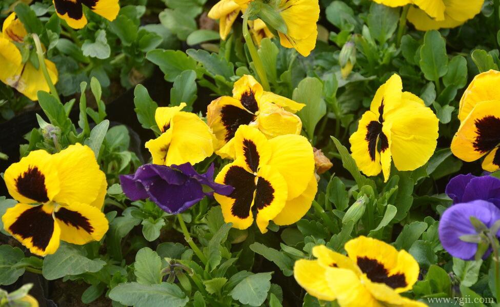 秋天怎么养三色堇？秋天养殖三色堇的方法