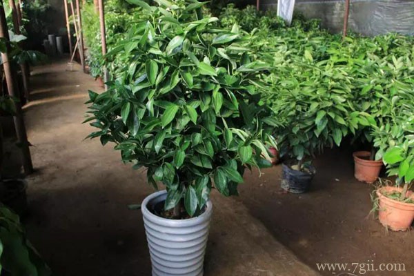 平安树的图片大全，平安树高清图片！