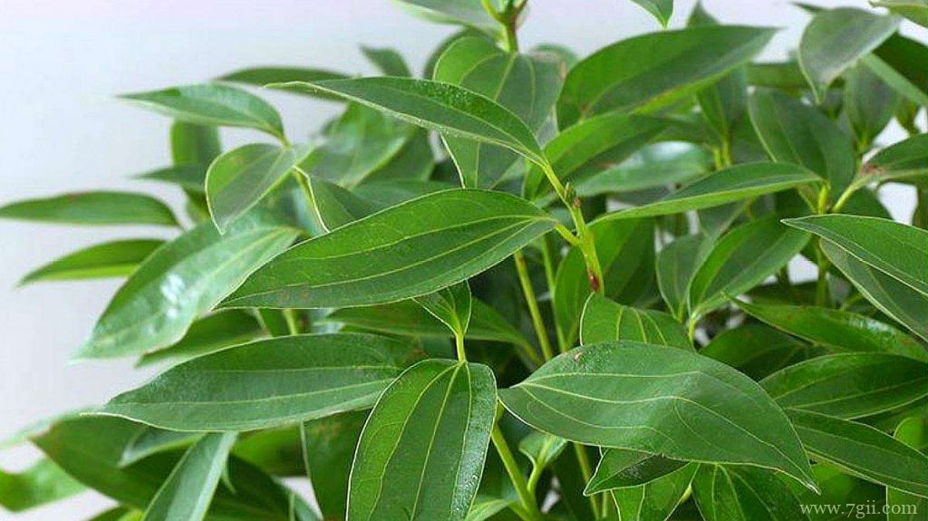 平安树能用淘米水浇吗？平安树多久浇一次水？