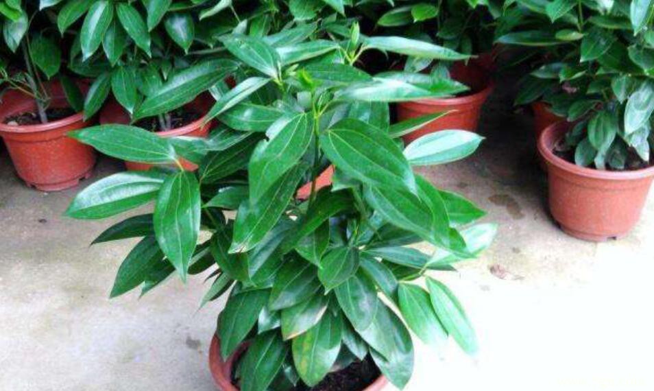 平安树浇水能加啤酒？平安树四季浇水的方法