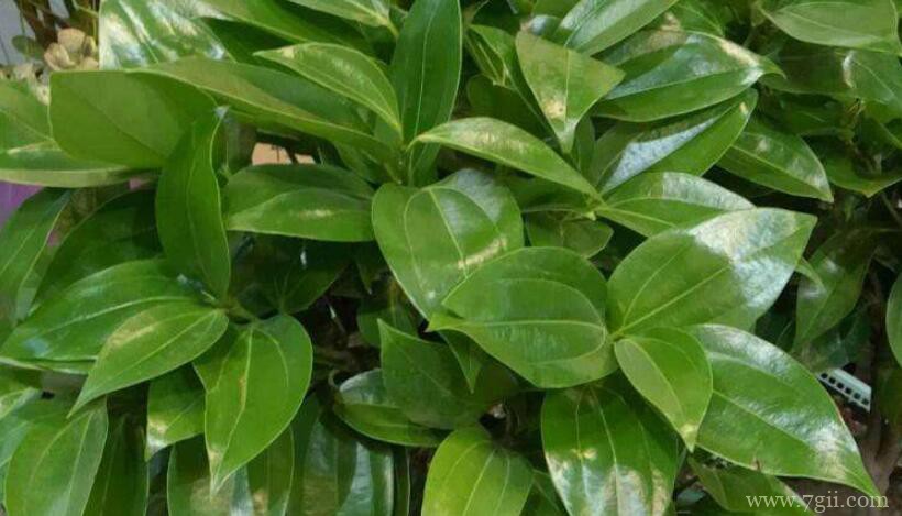 平安树叶片发黄落叶怎么办？