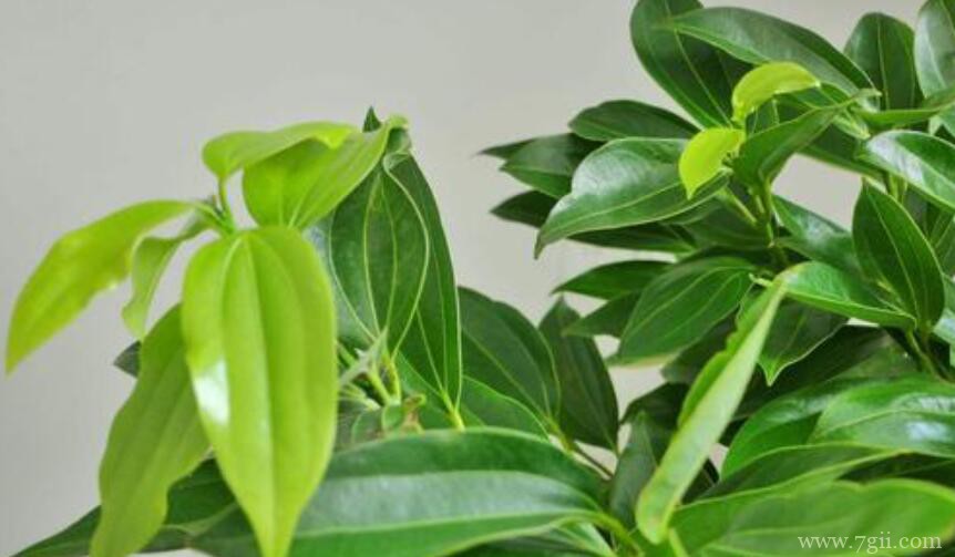 平安树枝条发黑干枯怎么办？