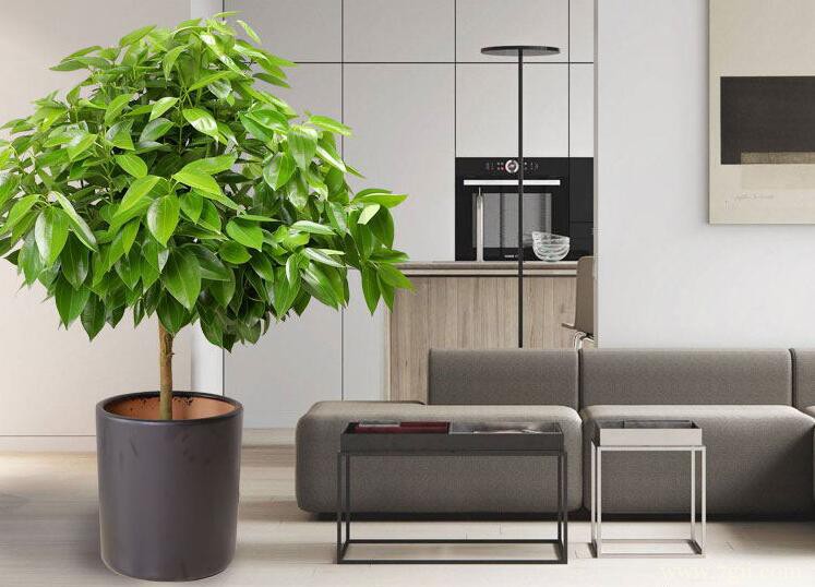 平安树枝条发黑干枯怎么办？