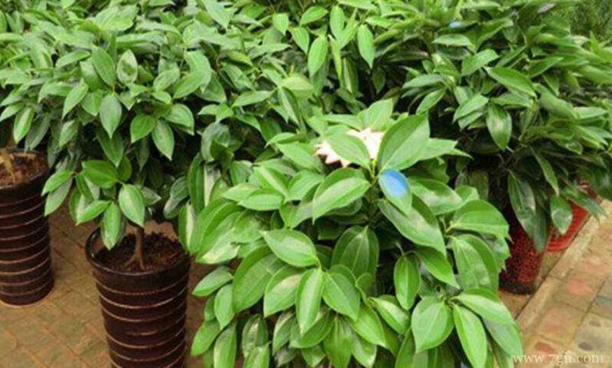 平安树叶子发干的原因及解决方法