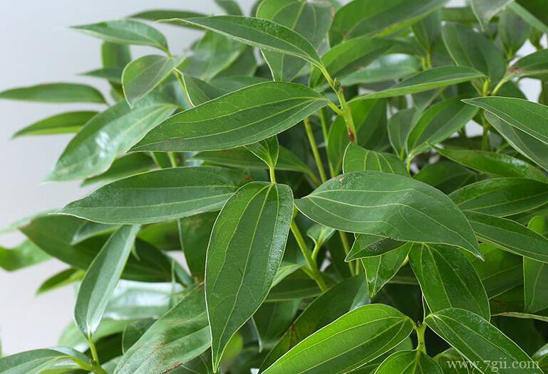 平安树怎么浇水？平安树的四季浇水方法