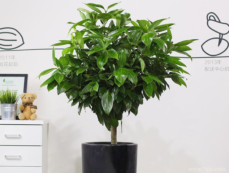 平安树怎么养殖？养殖平安树需要注意什么？