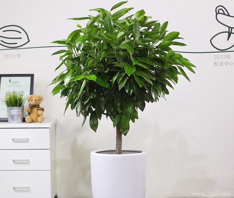 平安树干枯了还能救活吗？