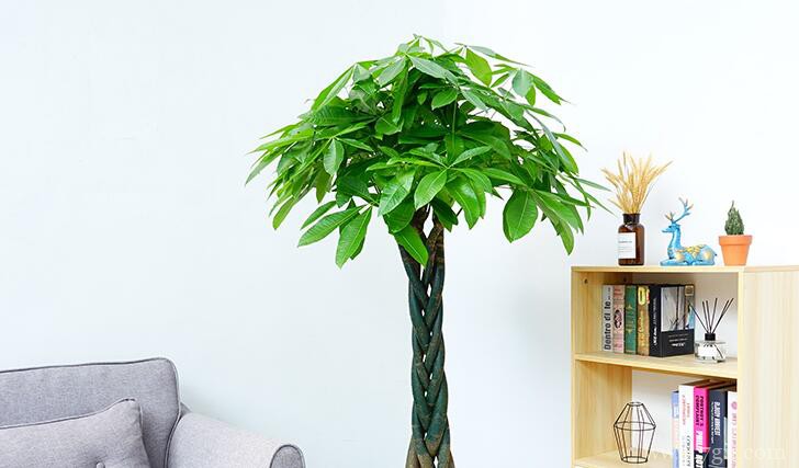 平安树如何修剪？平安树的修剪技巧