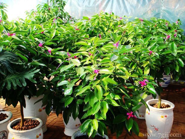 平安树怎么播种繁殖？平安树的播种繁殖方法