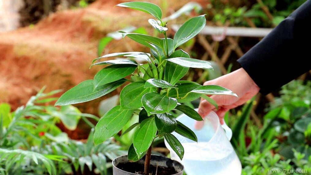 平安树怎么播种繁殖？平安树的播种繁殖方法