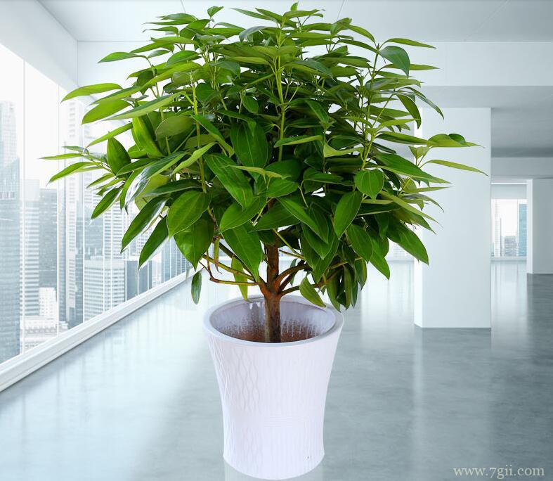 平安树叶子发黄的原因