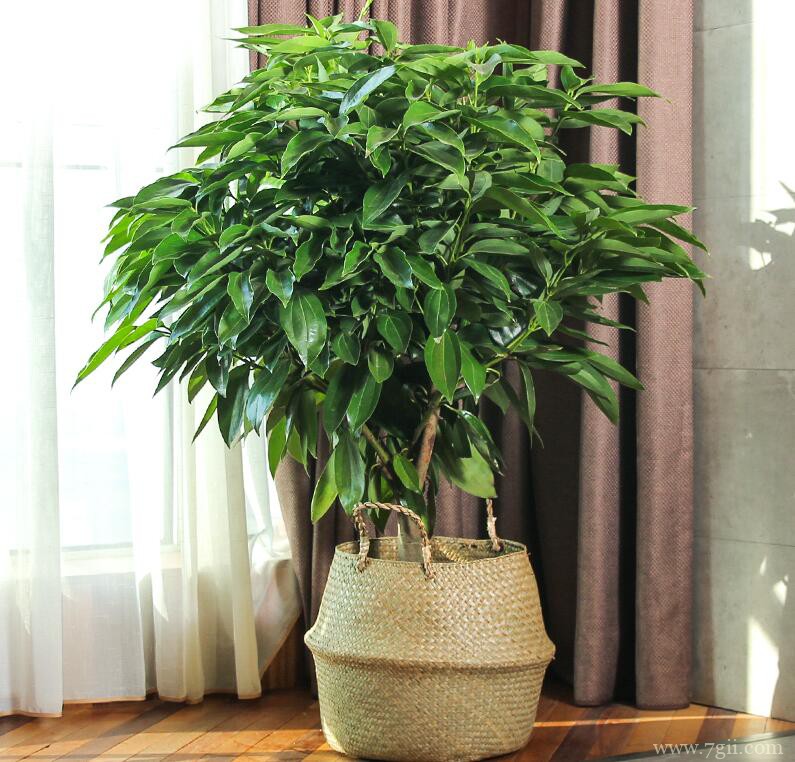 平安树多少钱一盆？平安树的价格