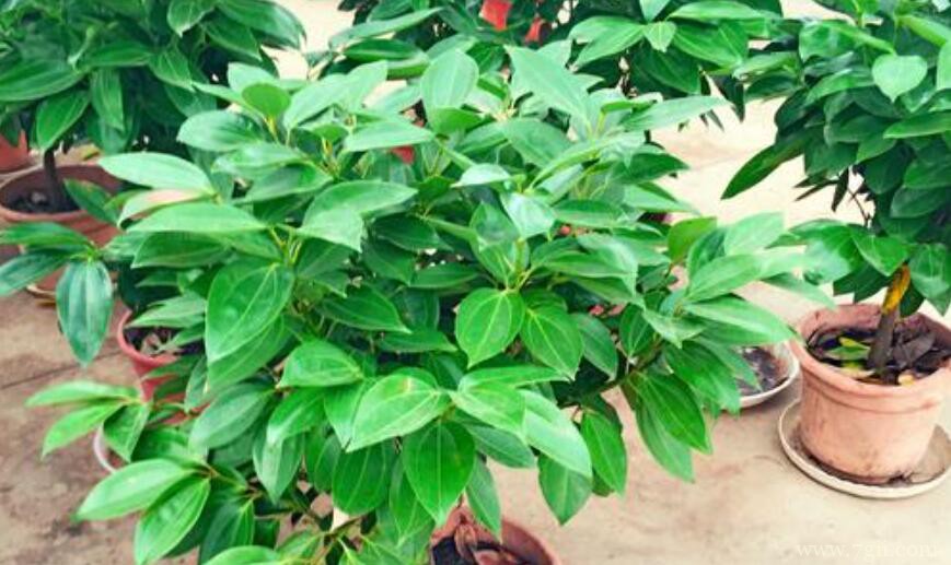 平安树多少钱一盆？平安树的价格