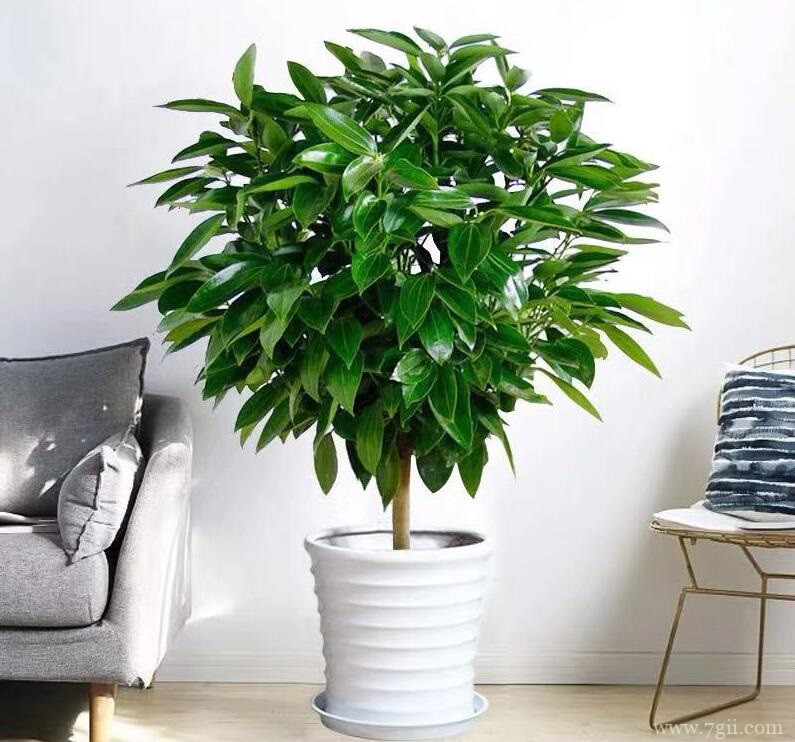 平安树换盆后怎么养护？