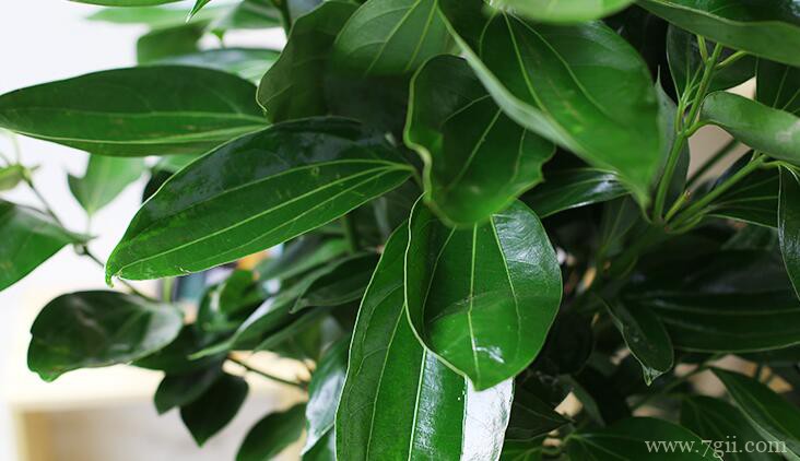 秋天怎么养护平安树？注意通风和施肥