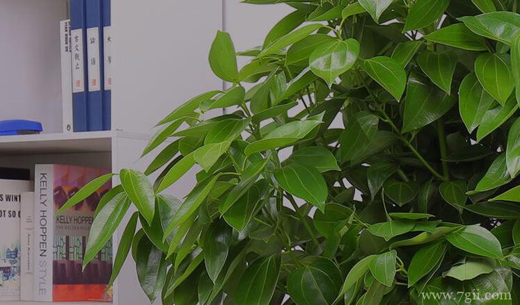 平安树嫩芽发黑脱落处理方法