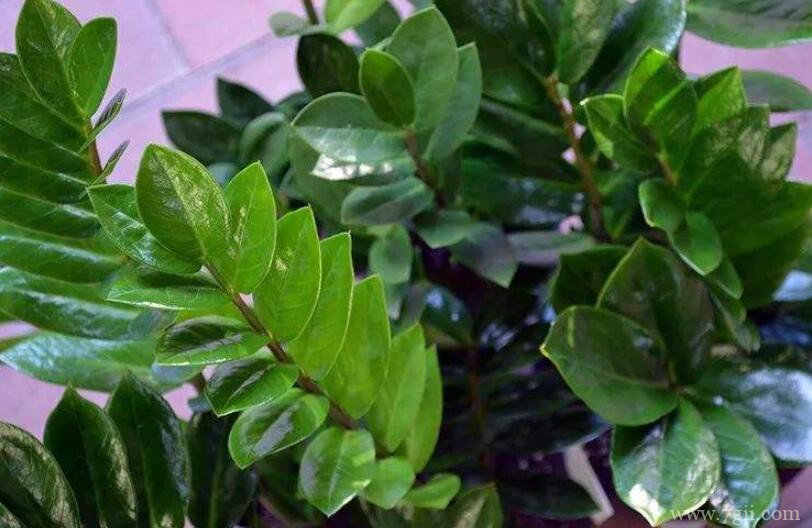 平安树的叶片掉落原因及解决方法