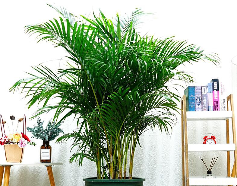 散尾葵的图片大全，散尾葵高清图片！