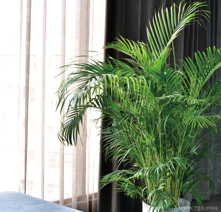 散尾葵的图片大全，散尾葵高清图片！