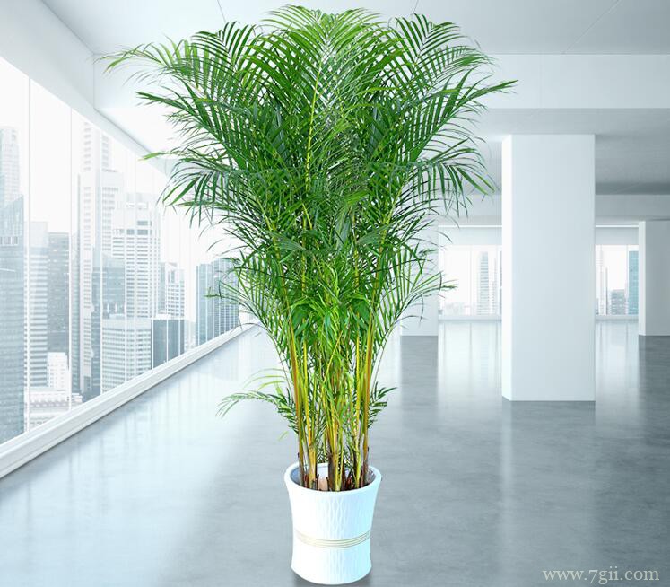 散尾葵的图片大全，散尾葵高清图片！