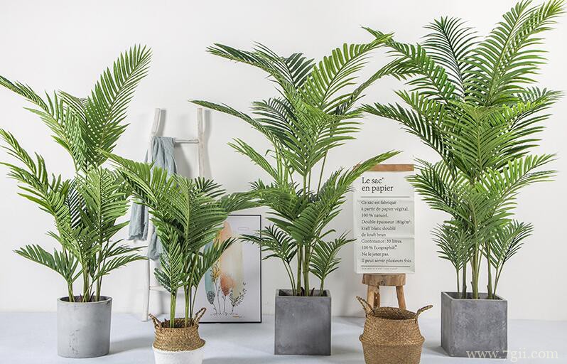 散尾葵的图片大全，散尾葵高清图片！