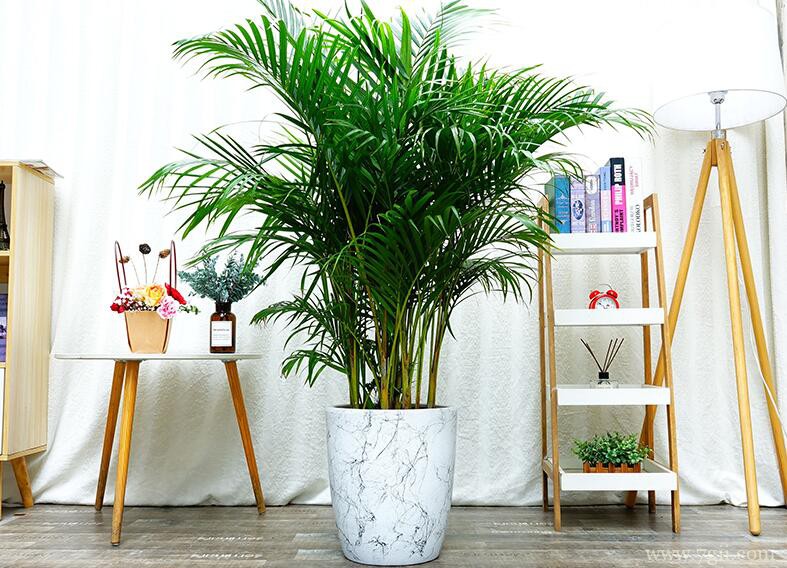 散尾葵怎么摆放？散尾葵放客厅中央位置