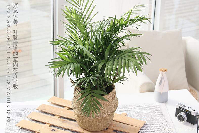 散尾葵叶子干枯可以剪去吗？