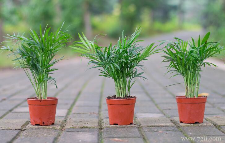 散尾葵可以吸收甲醛吗？散尾葵可以吸收甲醛