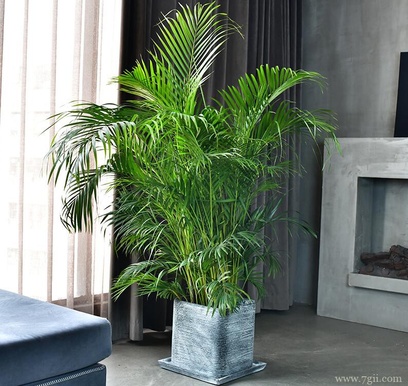 散尾葵可以吸收甲醛吗？散尾葵可以吸收甲醛