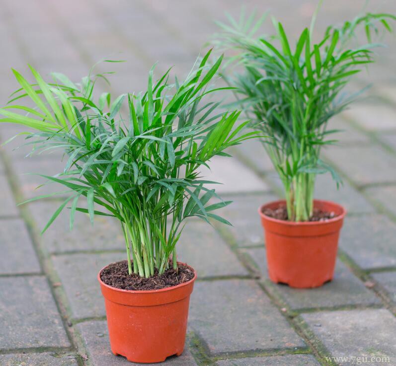 散尾葵可以用啤酒浇水吗？