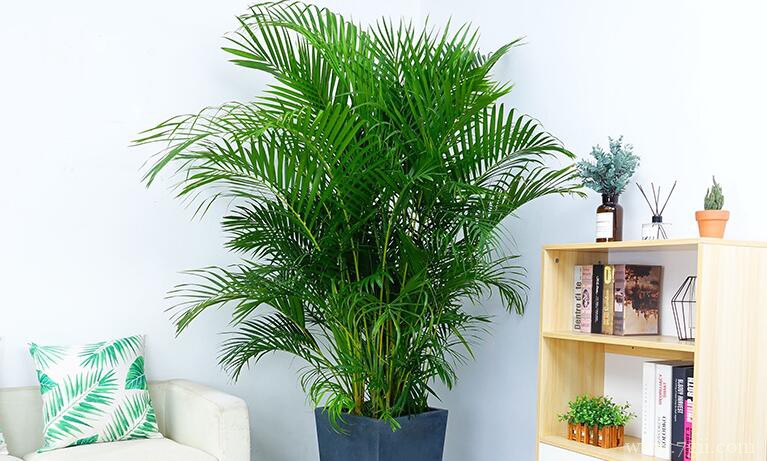 散尾葵会长多高？散尾葵的高度不固定